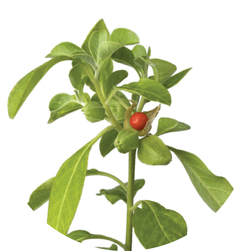 Ingredient 3